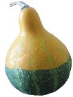 Bi-Colour Pear , Gourd